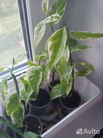 Педилантус вариегатный