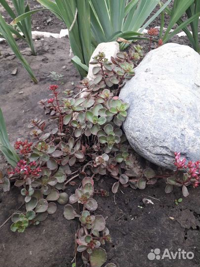 Очиток седум (многолетник)