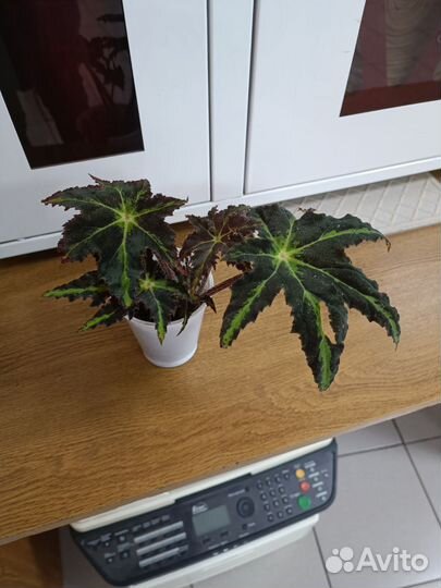 Бегония клеопатра