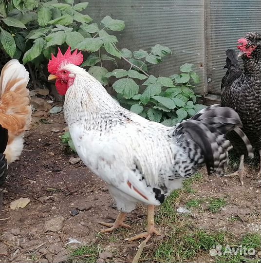 Петухи