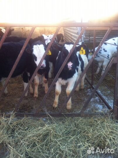 Бычки телята