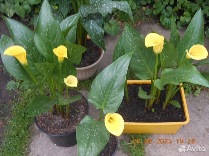 Многолетние цветы