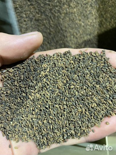 Семена фацелии