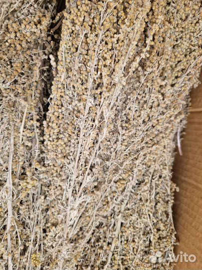 Полынь горькая