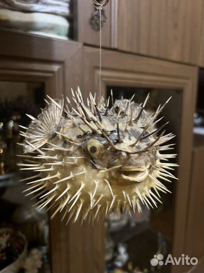 Чучело рыбы-ёж