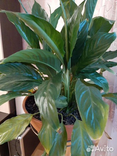 Спатифиллум