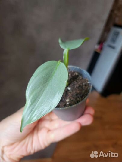 Филодендрон сильвер квин