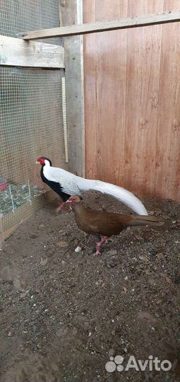 Семья серебристых фазанов