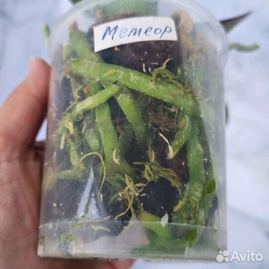 Фаоенопсис Phal. Miki Meteor '121'