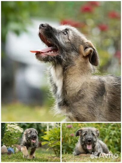 Очень красивый щенок небольшой собачки