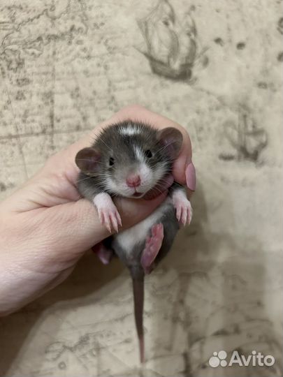 Крысята Дамбо много окрасов.Доставка