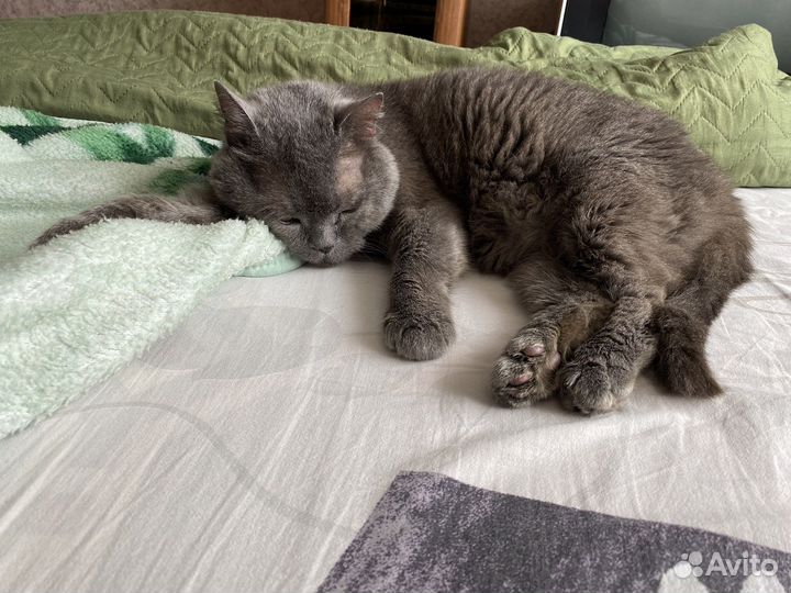 Британская