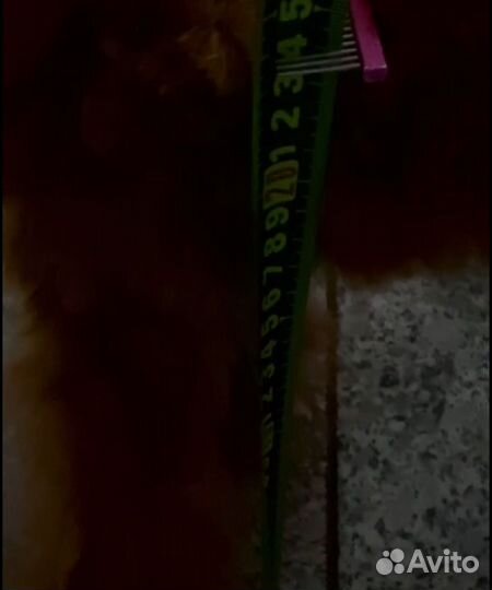 Той-пудель Тедди девочка Китай