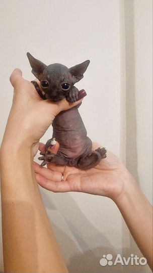 Канадский сфинкс редких окрасов