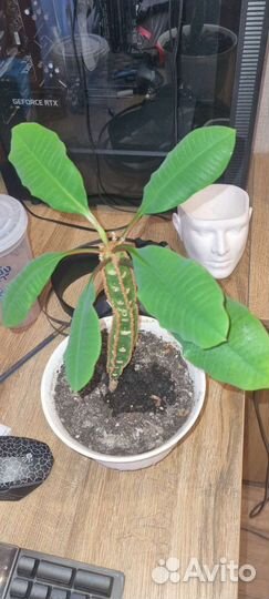 Молочай разных размеров