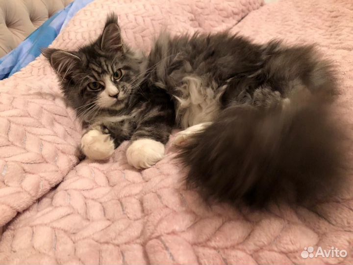 Котята мейн-кун