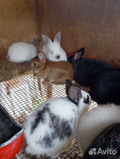 Кролики