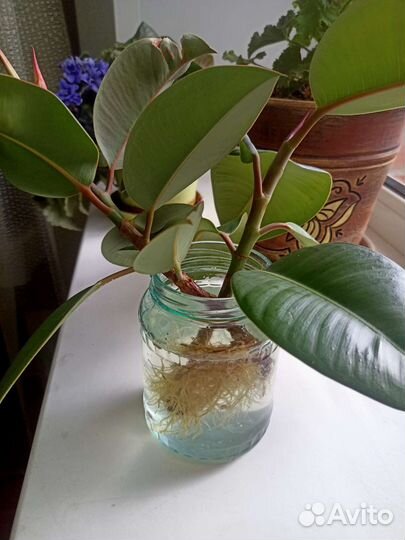 Фикус каучуконосный (эластика)