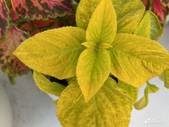 Колеус желто-зеленый блюме золотой