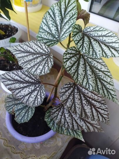 Комнатные цветы