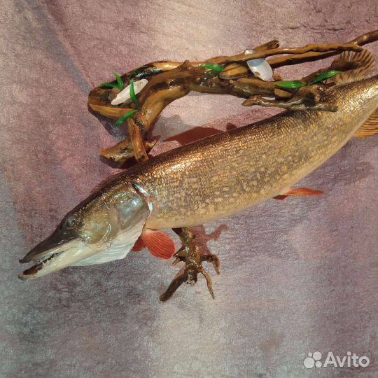 Чучело крупной щуки