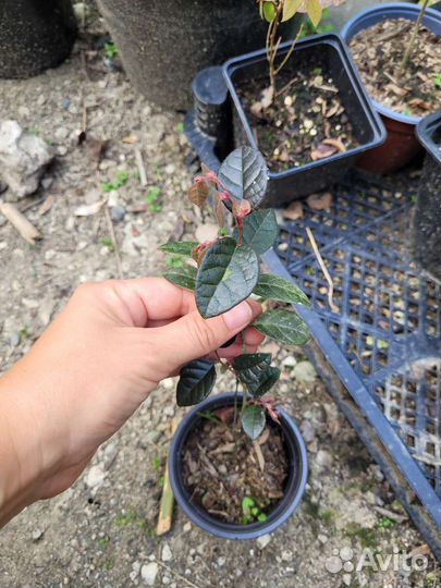 Саженцы лоропеталума