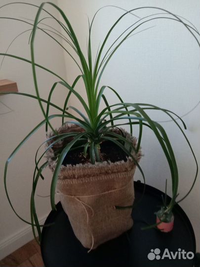 Продам цветы комнатные