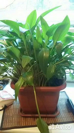 Комнатные растения