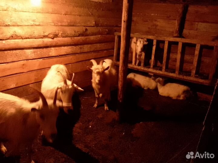 Козы оптом