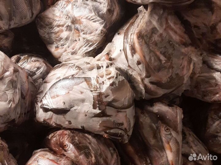 Свеже замороженная плотва,оптом,розница