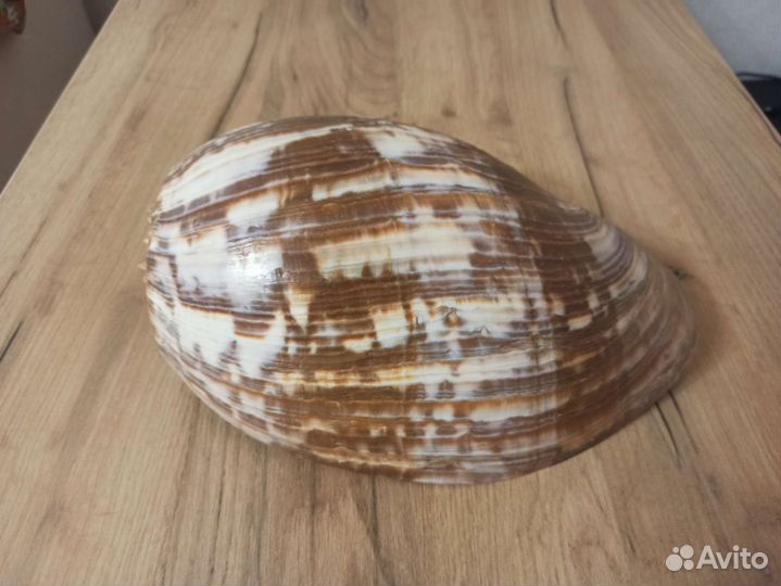 Морская раковина