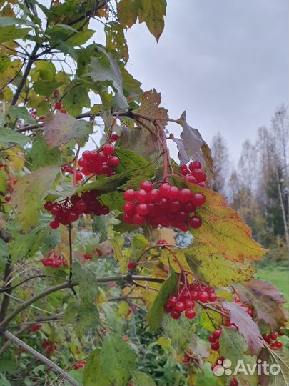 Калина свежая