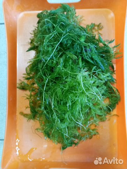 Аквариумные растения