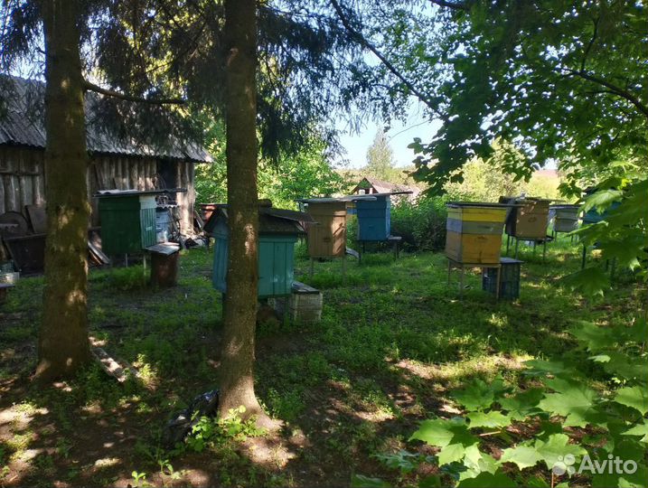 Пчелы пасека под ключ