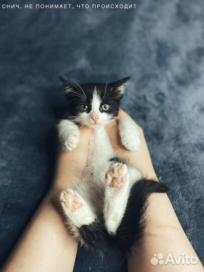 Маленькие черно-белые котята