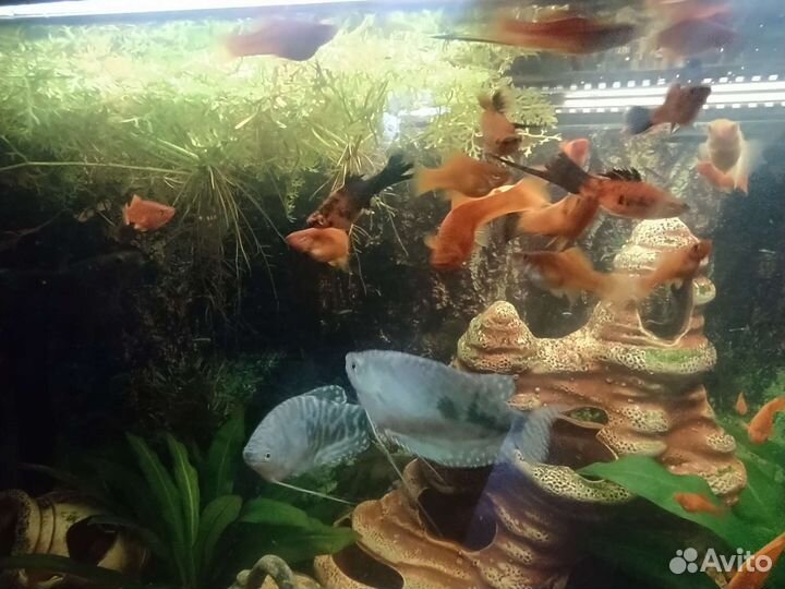 Меченосцы,гурами