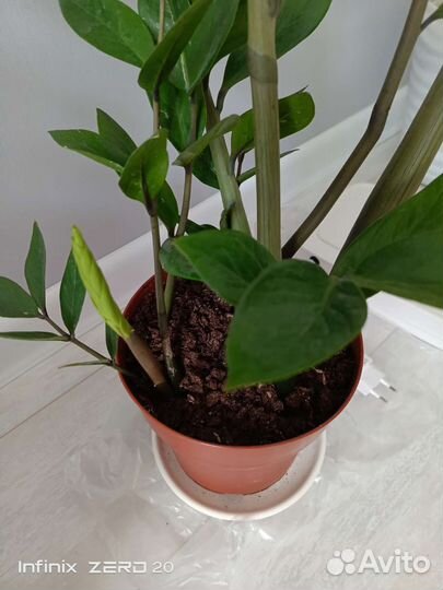 Замиокулькас