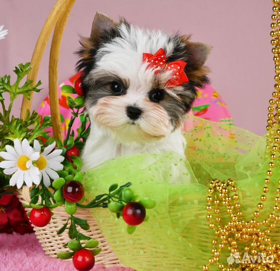 Очень красивые мальчики 6 шт мини и стандарт