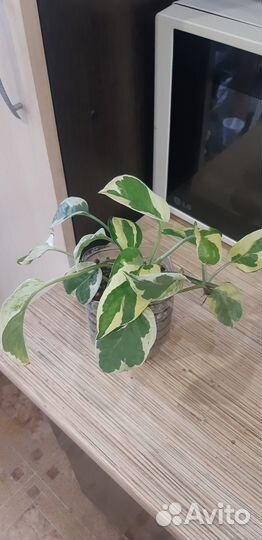 Сциндапсусы марбл квин, золотистый,н-джой