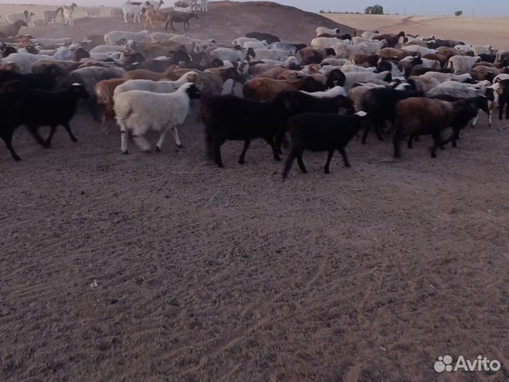 Ягнята баранчики
