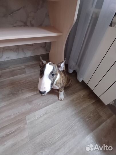 Бультерьер