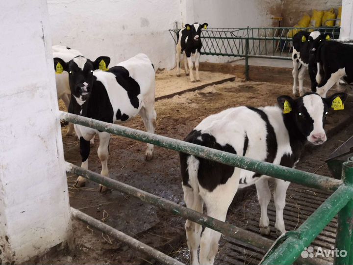Телята мясные бычки