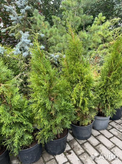 Туя смарагд