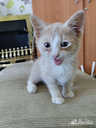 Рыжий котенок мальчик, 1,5 месяца, кушает сам