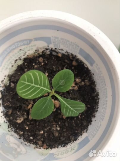 Молочай Беложильчатый,Толстянка (Денежное дерево)