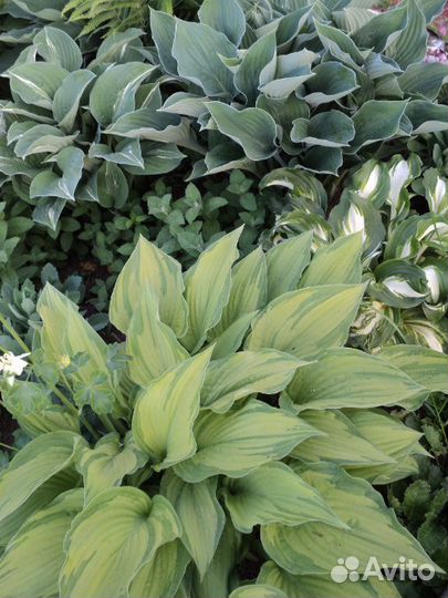 Хоста, 4 вида