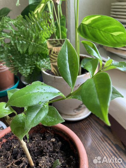 Комнатные расстения цветы