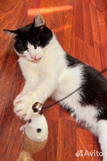 Котик в добрые руки