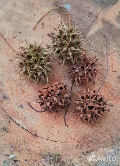 Шишки в ассортименте