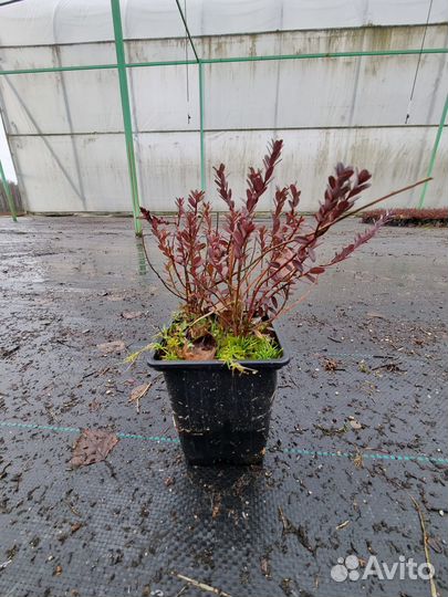 Саженецы клюквы Стивенс